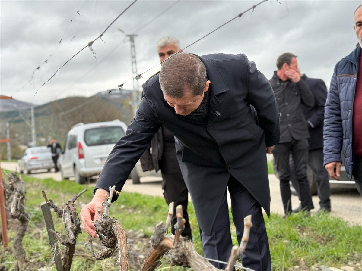 AK Parti Tokat Milletvekili Mustafa Arslan, kent genelinde etkili olan zirai dondan etkilenen...