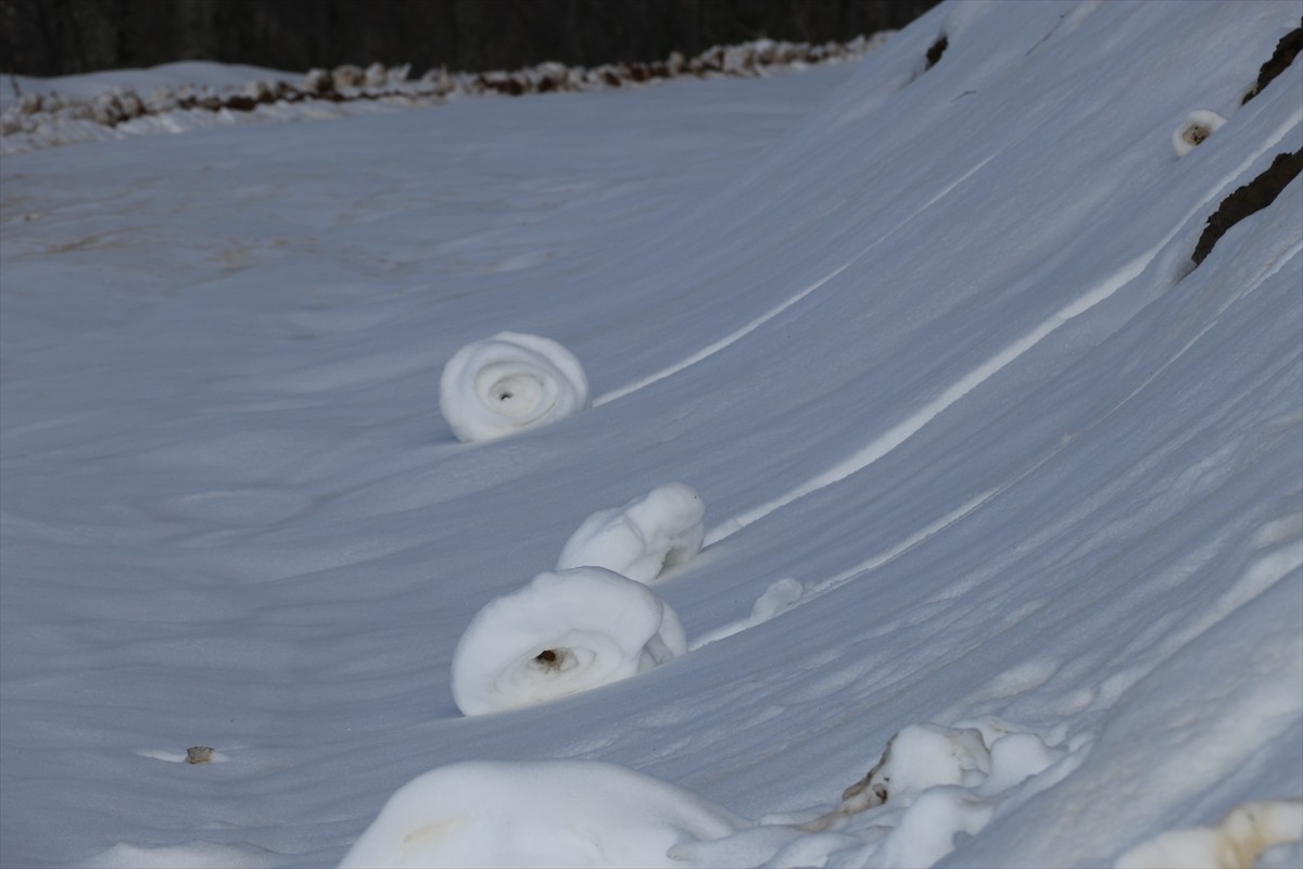 Amasya'nın Taşova ilçesinde doğada ender rastlanan bir doğa olayı olan kar ruloları tekrar...