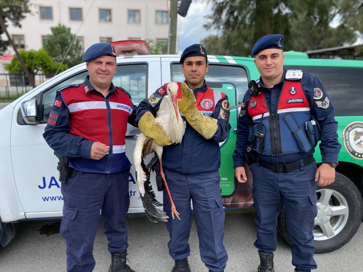 Aydın'ın Çine ilçesinde İl Jandarma Komutanlığı Çevre, Doğa ve Hayvanları Koruma Timi (HAYDİ) ve...