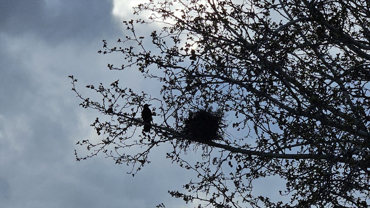 Çankırı'da bir ağaçta bulunan 8 karga yuvası görenlerin ilgisini çekiyor. Cumhuriyet Mahallesi...