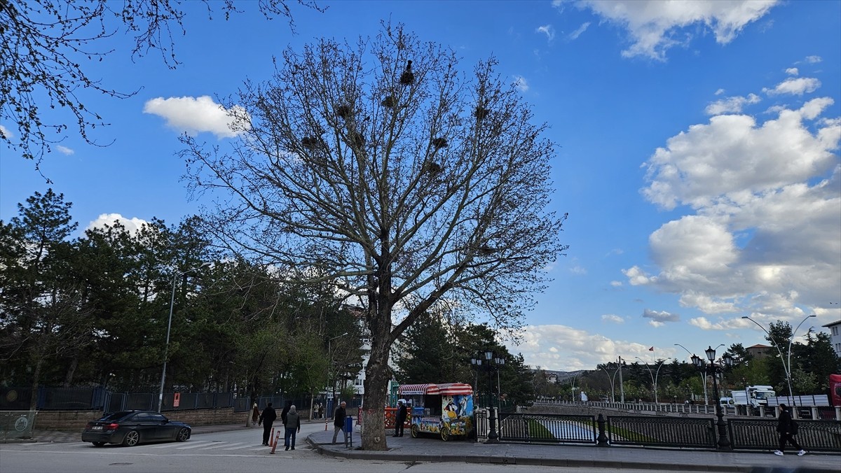 Çankırı'da bir ağaçta bulunan 8 karga yuvası görenlerin ilgisini çekiyor. Cumhuriyet Mahallesi...