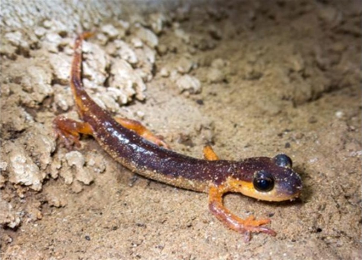 Çevre, Şehircilik ve İklim Değişikliği Bakanlığı Tabiat Varlıklarını Koruma Genel Müdürlüğünce...