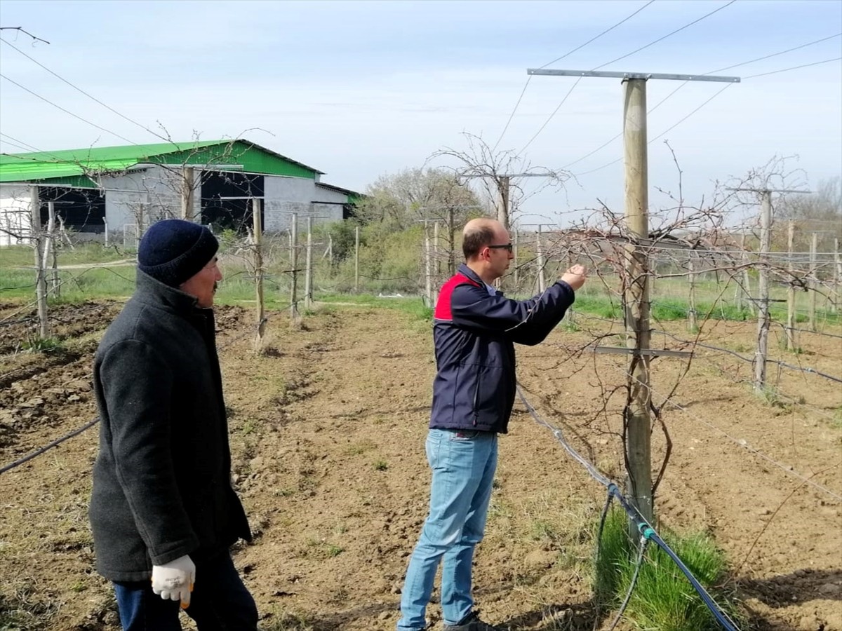 Edirne, Kırklareli ve Tekirdağ'da, zirai dondan etkilenen tarım alanlarında hasar tespit...
