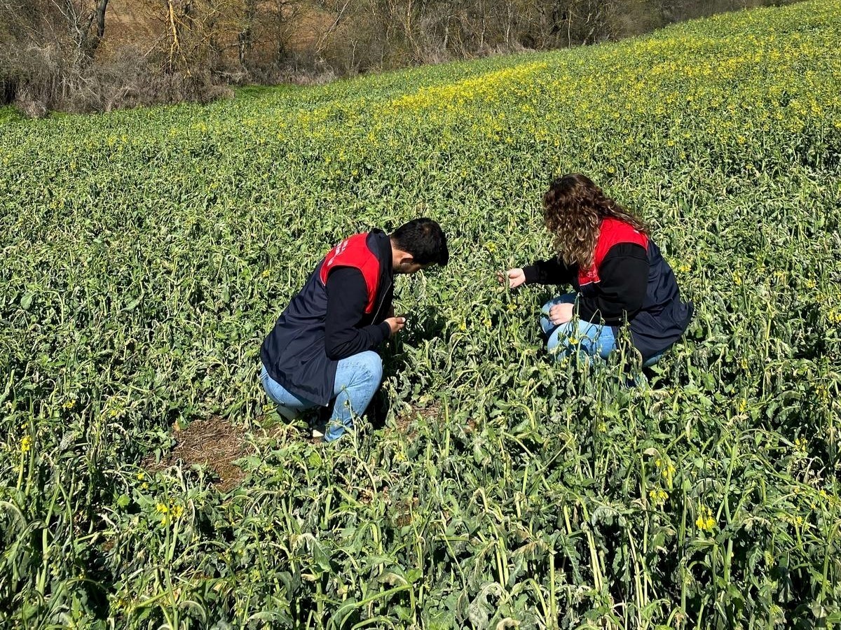 Edirne, Kırklareli ve Tekirdağ'da, zirai dondan etkilenen tarım alanlarında hasar tespit...
