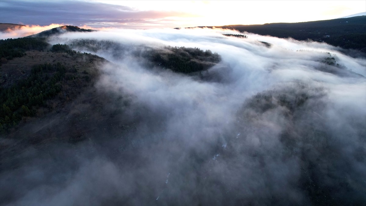 Erzurum'daki sarıçam ormanlarının bir kısmı, sağanak sonrası sisle kaplandı. Dronla görüntülenen...