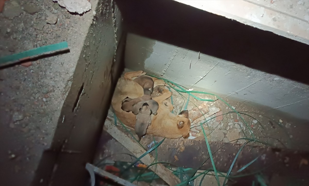 Erzurum'un Palandöken ilçesinde inşaattaki asansör boşluğunda mahsur kalan anne köpek ile 4...