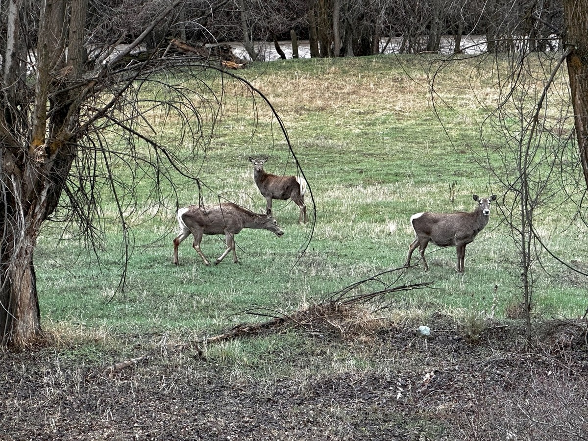 Giresun'un doğal güzelliklere sahip Alucra ilçesinde doğada gezinen kızıl geyikler görüntülendi....