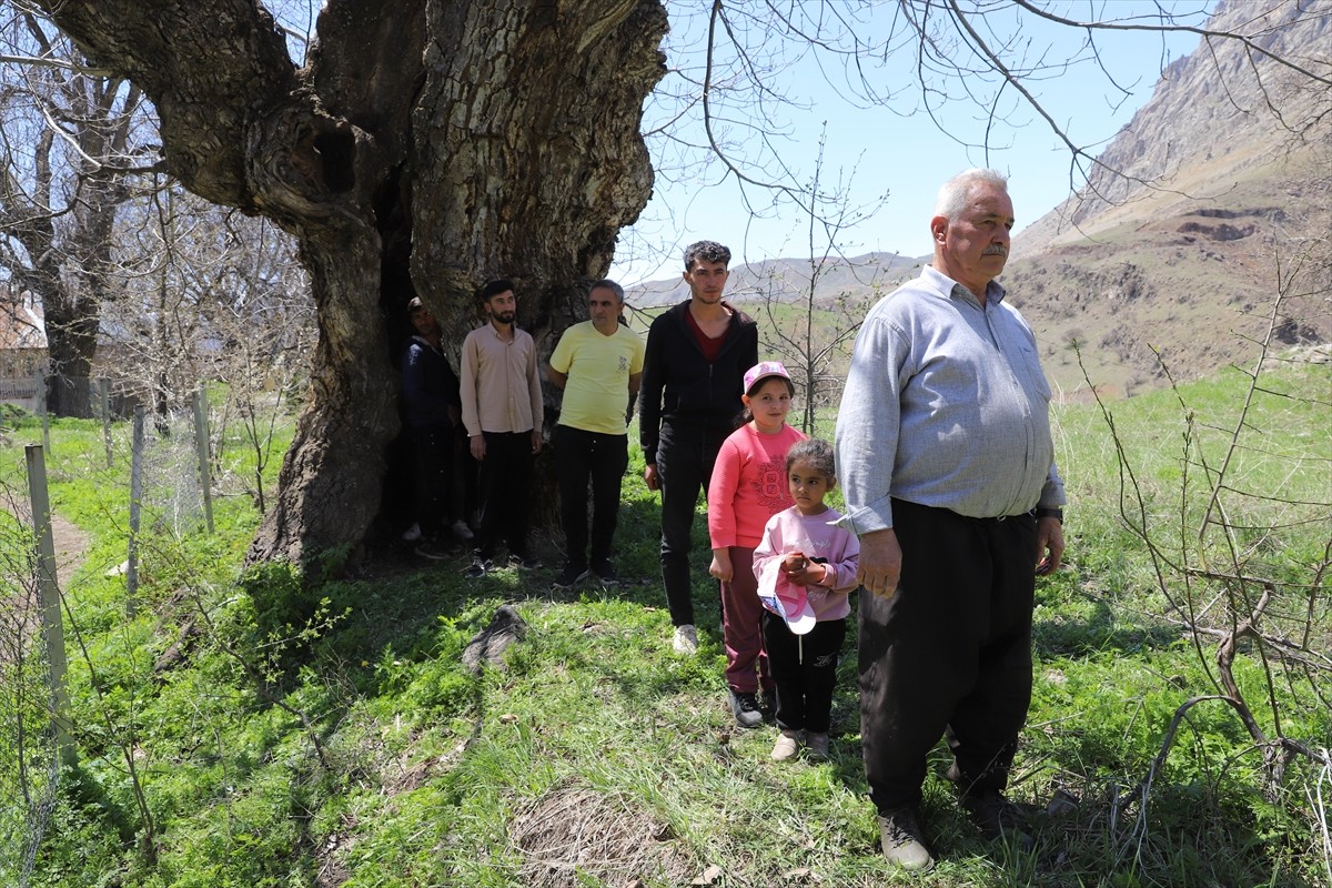 Hakkari'nin Durankaya beldesinde kovuğuna yaklaşık 10 kişinin sığabildiği ceviz ağacı ilgi...