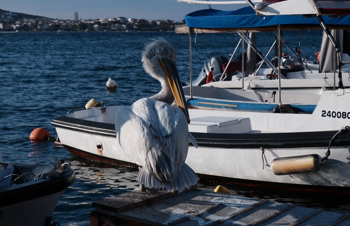 İzmir'in Foça ilçesinde yaralı olarak sığındığı balıkçı barınağında 4 yıldır yaşamını sürdüren ve...