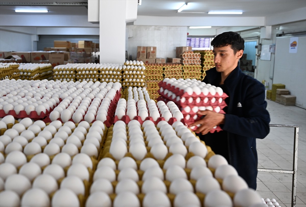 Kuş gribi, ihracat süreçleri ve Ramazan ayında talebin artmasıyla bir dönem rekor seviyelere çıkan...