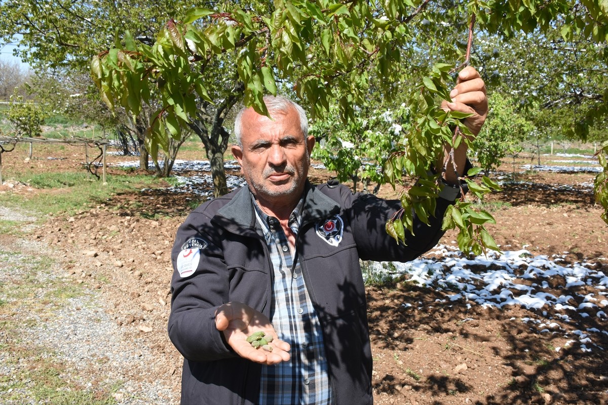 Malatya'da meydana gelen zirai don kayısı ile tarım ürünlerinde zarara neden oldu.