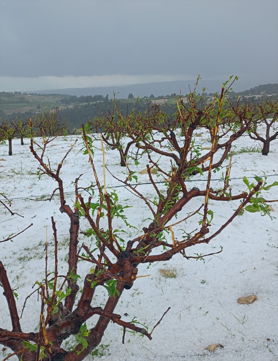 Mersin'in Erdemli ilçesinde etkili olan dolu, bazı tarım alanlarına zarar verdi.
