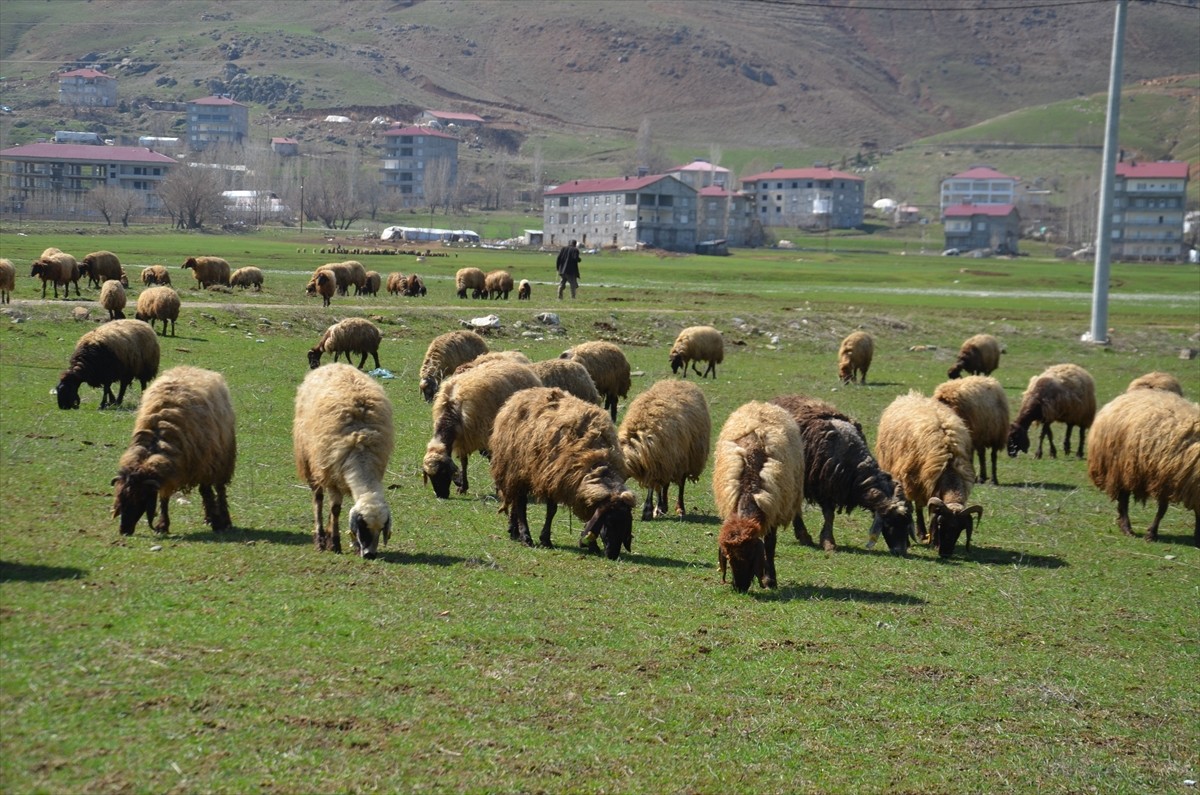 Muş'taki besiciler, kentte geçen çetin kış mevsiminin ardından küçükbaş hayvanlarını meralara...
