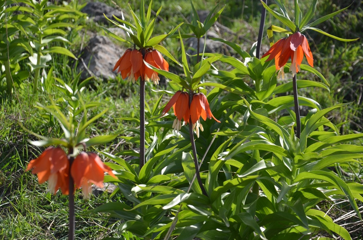 Muş'un 1800 rakımlı Çizmeburun mevkisinde yetişen ve "ağlayan gelin" olarak bilinen ters laleler...