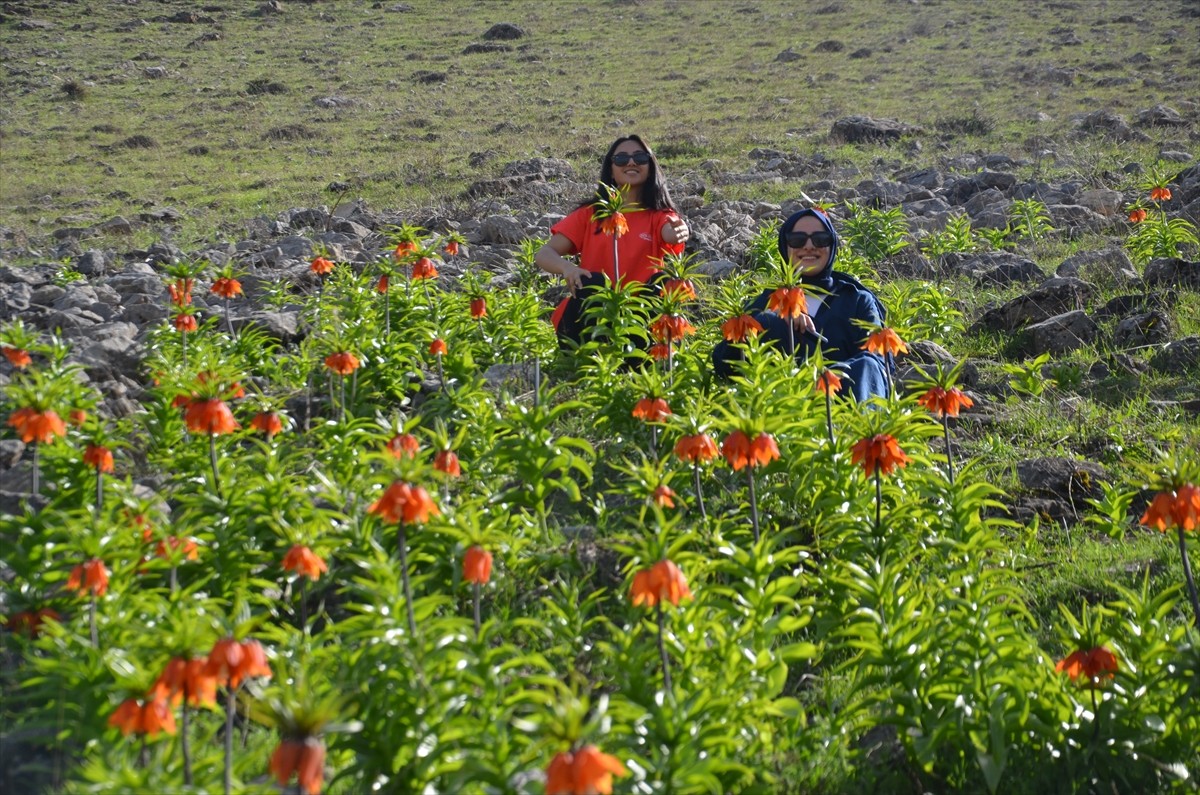 Muş'un 1800 rakımlı Çizmeburun mevkisinde yetişen ve "ağlayan gelin" olarak bilinen ters laleler...