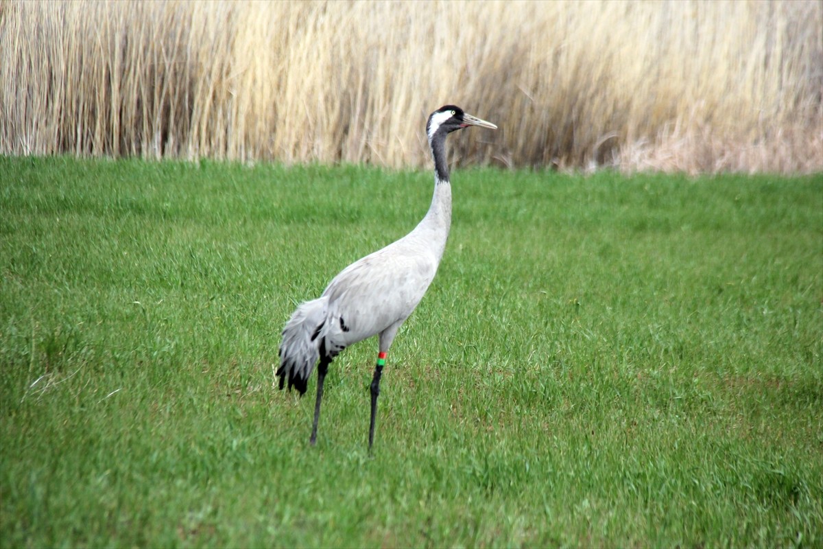 Nesli tehlike altındaki bozkır turnaları, Sivas'ın Hafik ilçesinde görüntülendi.