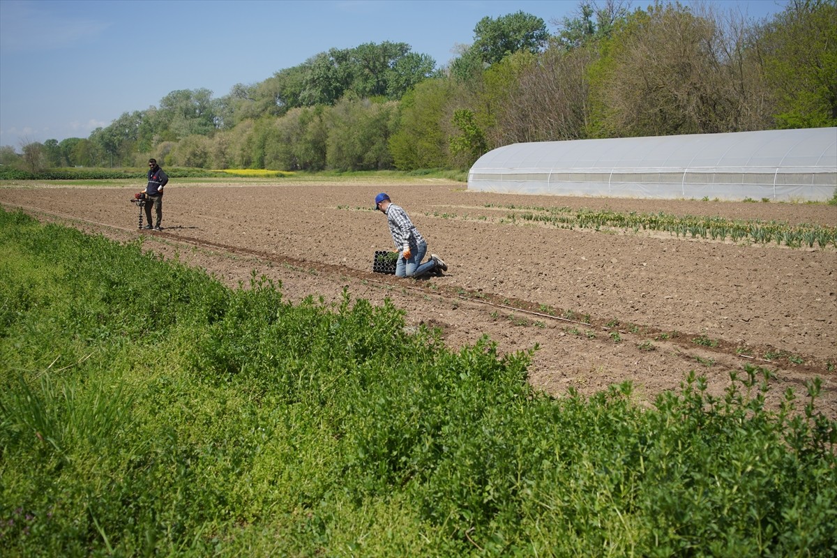 Osmanlı döneminde, formülü Avrupa'ya casusluk olaylarıyla çıkarıldığı için "efsane renk" olarak...