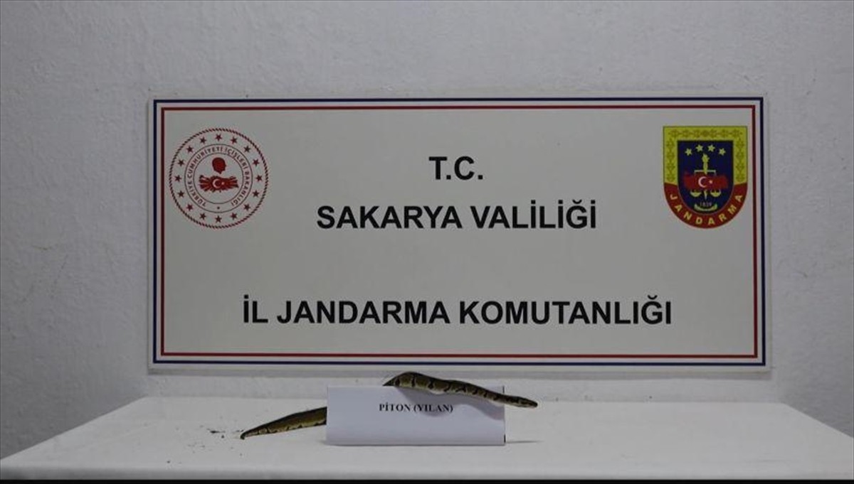 Sakarya'da bir iş yerinde yasa dışı bulundurulan "kraliyet pitonu" ele geçirildi.