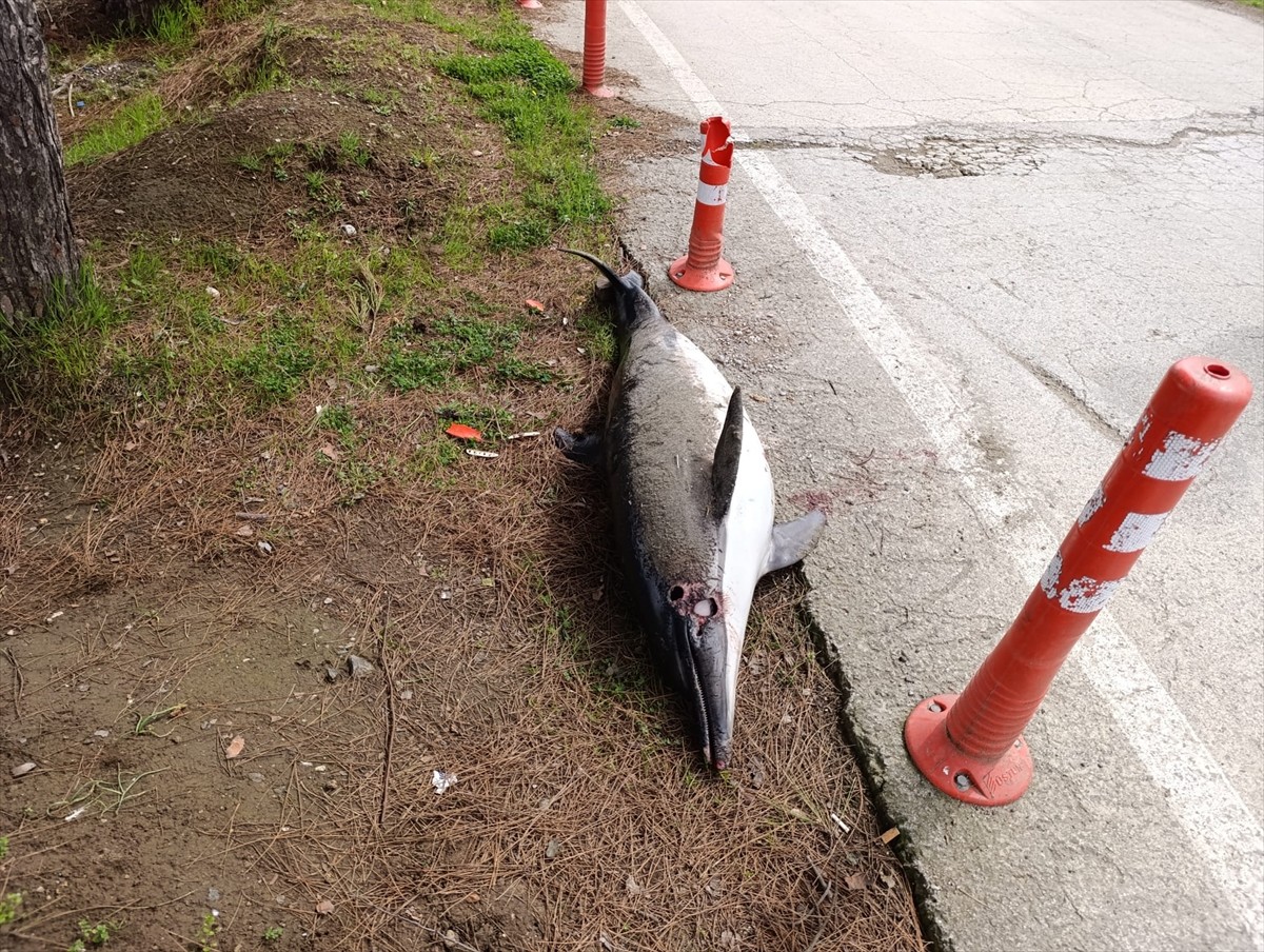 Samsun'un Atakum ilçesinde sahile vuran ölü yunus belediye ekiplerince götürüldü.