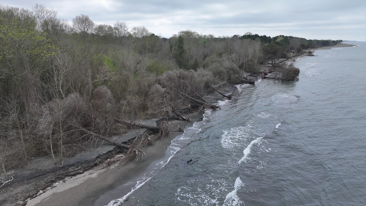 Samsun'un Terme ilçesinde etkili olan kıyı erozyonu, sahildeki çam ağaçlarının devrilmesine sebep...