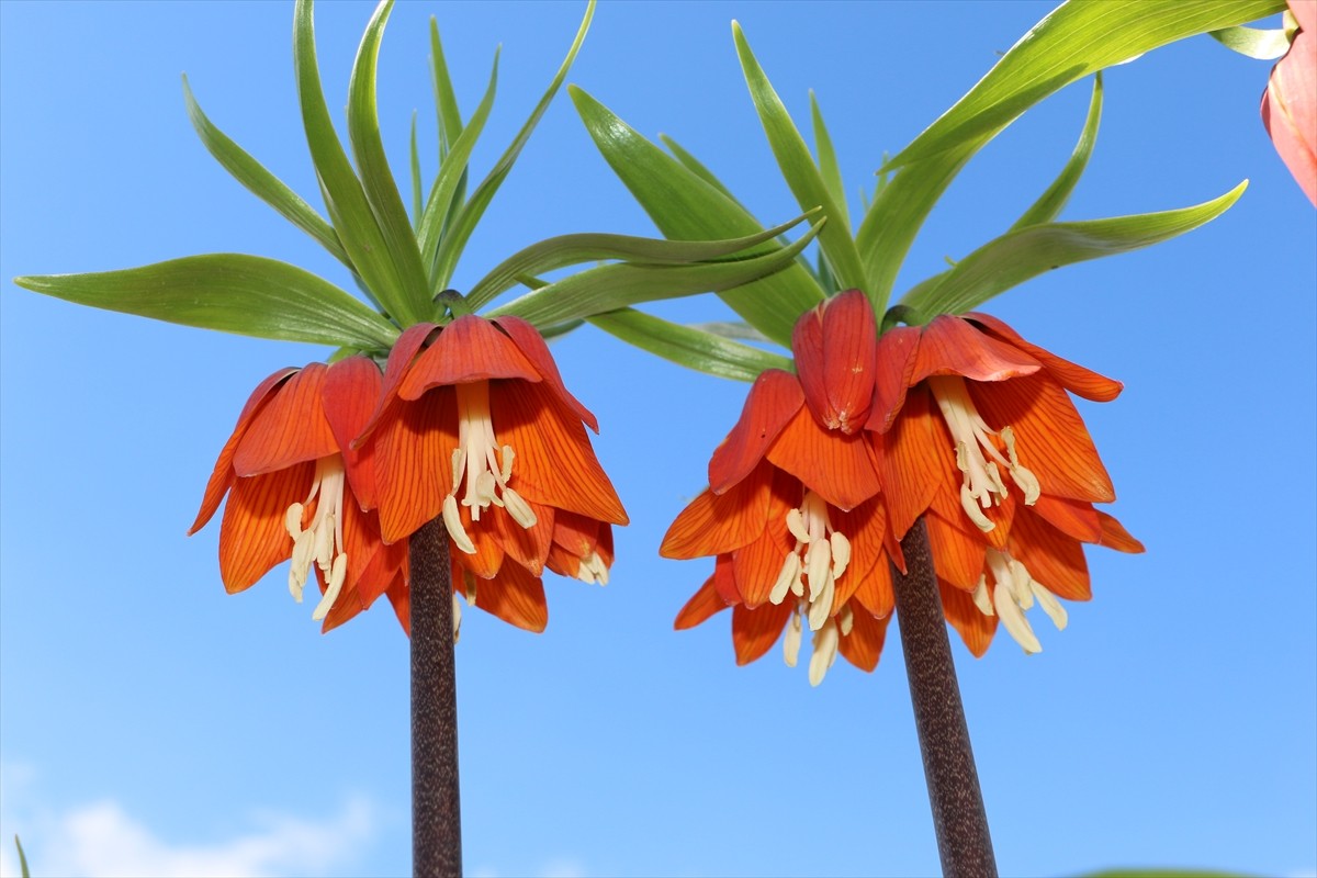 Şırnak'ın Uludere ilçesinde baharda açan endemik ters laleler, doğaya renk kattı.