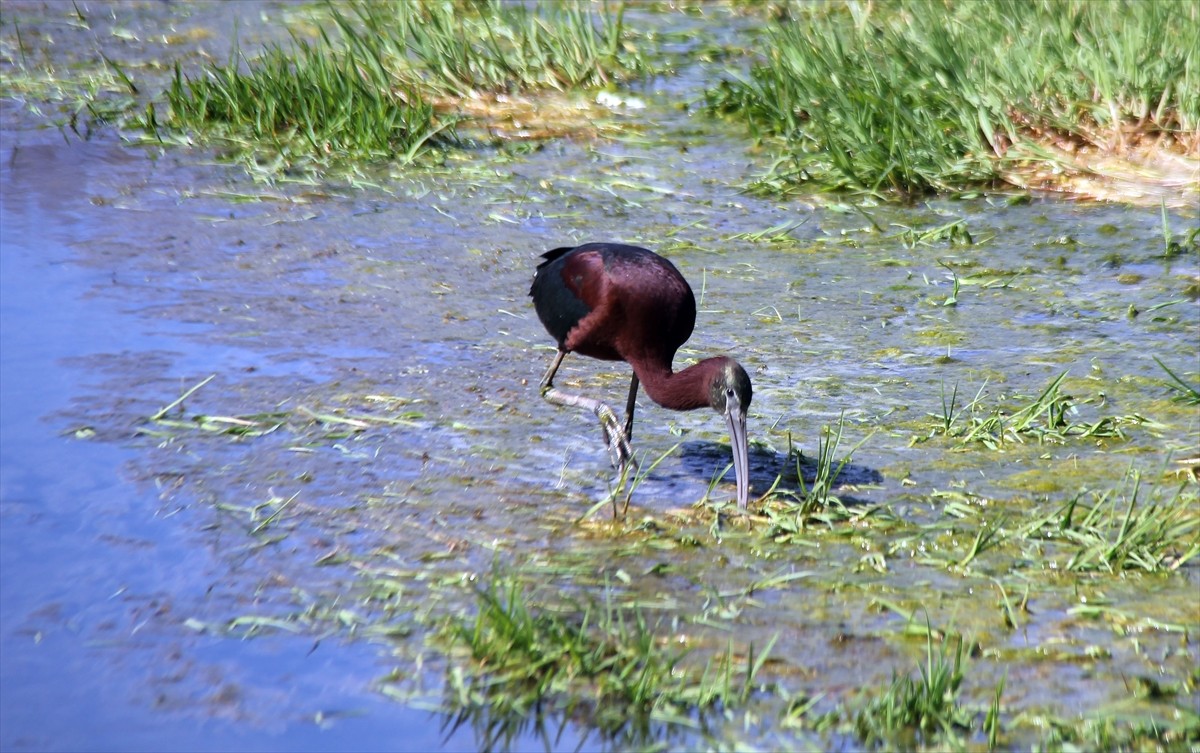 Sivas'ın Hafik ilçesinde nesli tükenme tehlikesi altındaki çeltikçi kuşu fotoğraflandı.
