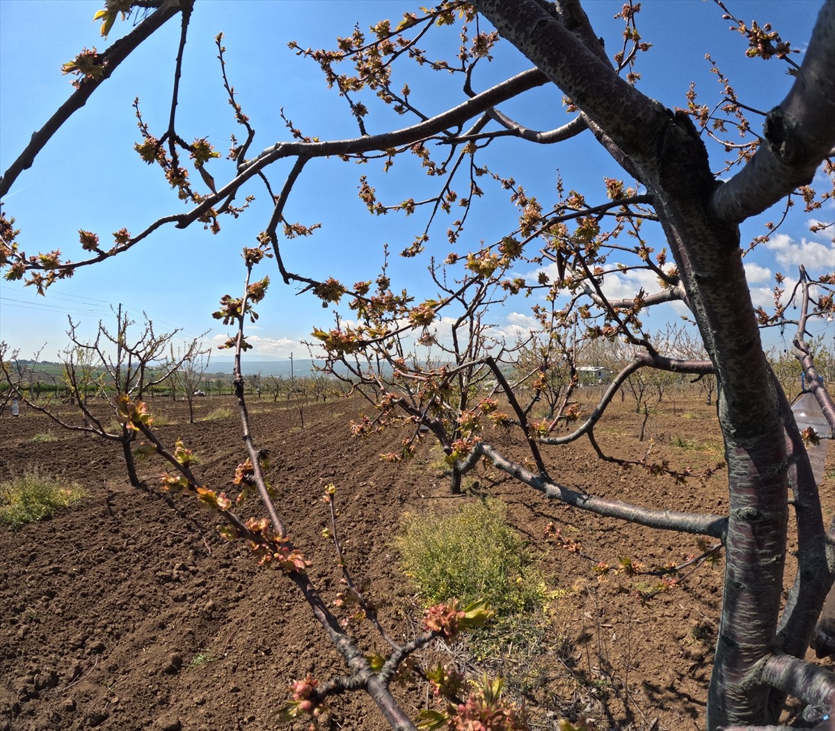 Son yıllarda etkileri giderek artan küresel ısınma, meyve bahçelerinde ciddi rekolte kayıplarına...