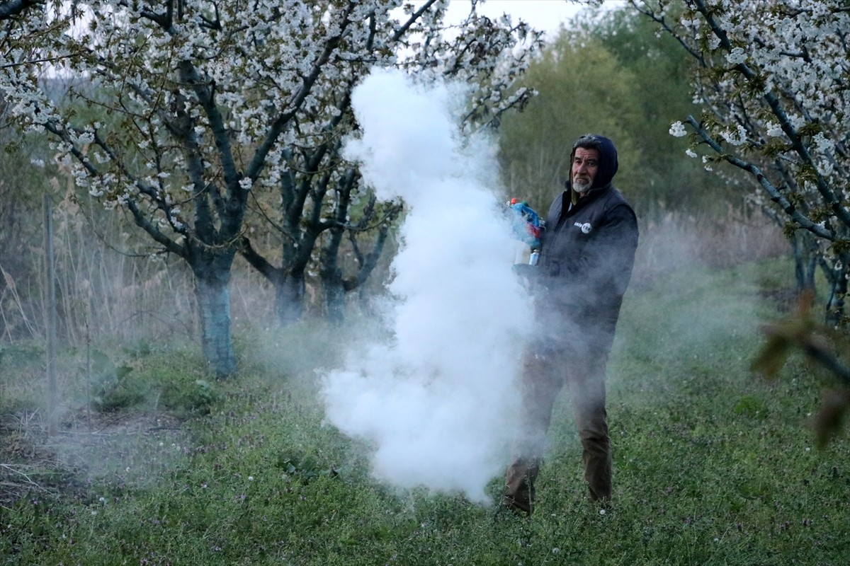 Tekirdağ'da zirai don riskine karşı gece nöbet tutan meyve yetiştiricileri, bahçelerinde ateş...