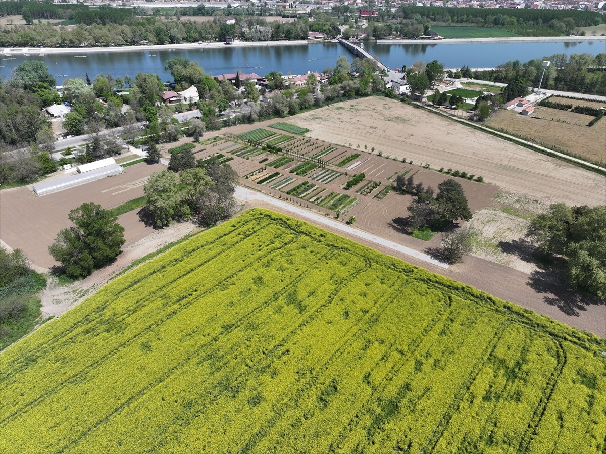 Trakya'da geniş alanlarda üretimi yapılan kanola, baharda açan sarı çiçekleriyle tarlaları...