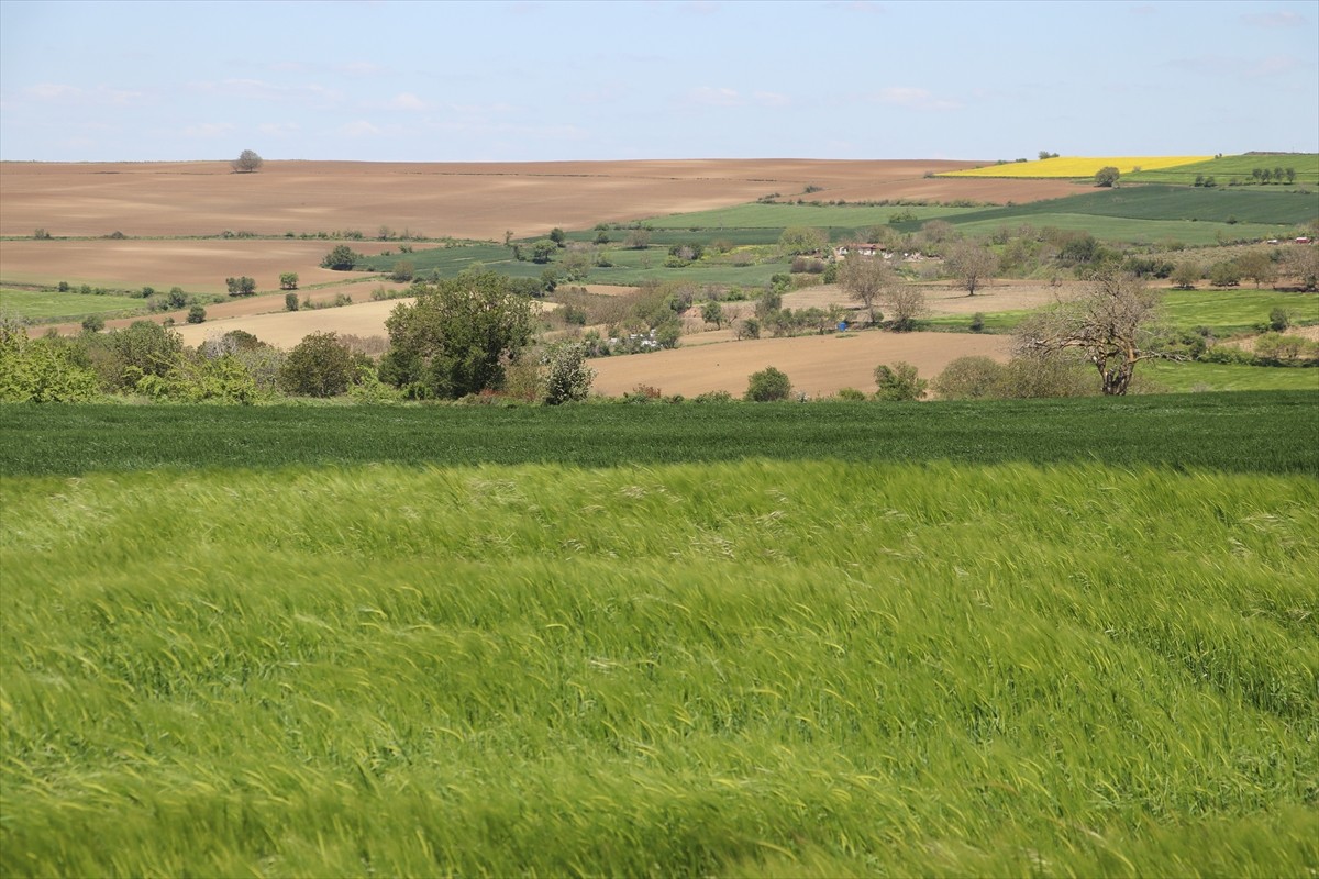 Trakya'da iklim değişikliğinin etkisiyle artan böcek popülasyonu, tarımsal üretimi olumsuz...