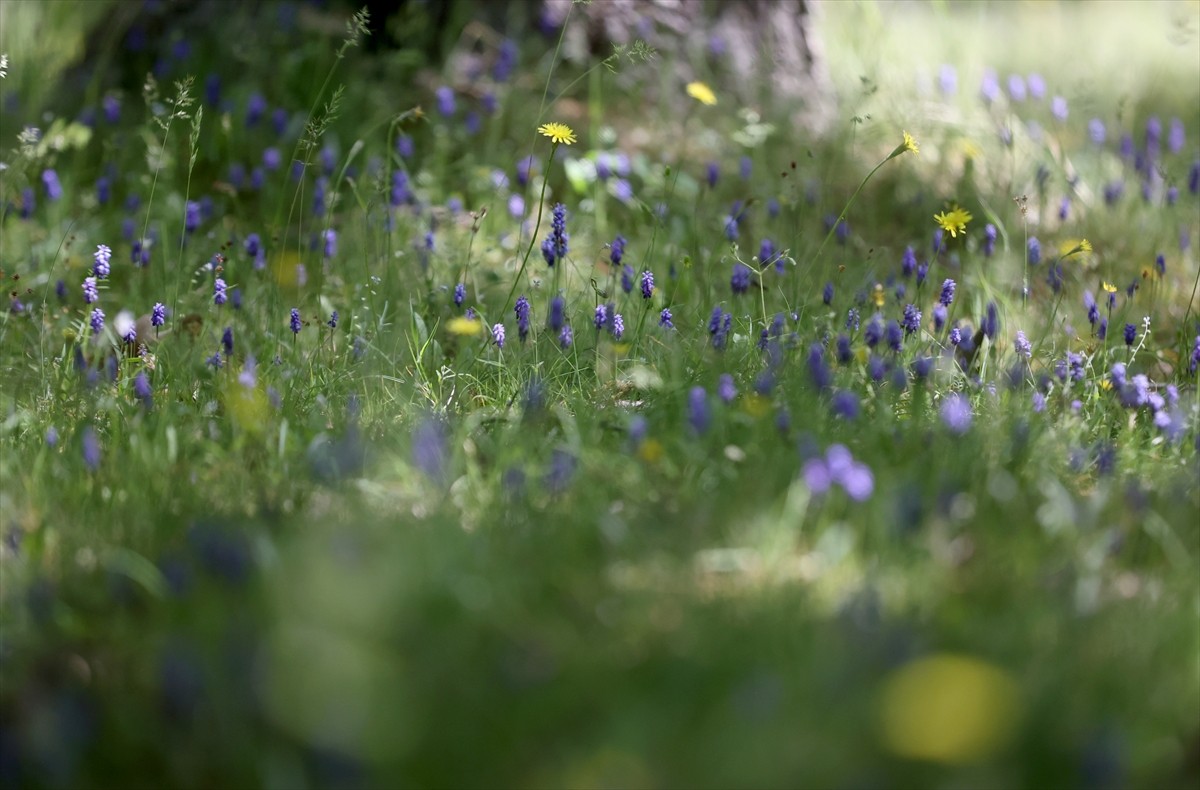Trakya'nın Karadeniz kıyısında, meşe ve çam ağaçlarıyla kaplı Yıldız Dağları'nın etekleri...