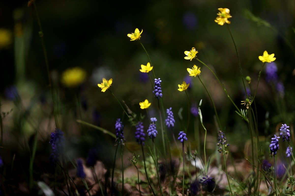 Trakya'nın Karadeniz kıyısında, meşe ve çam ağaçlarıyla kaplı Yıldız Dağları'nın etekleri...