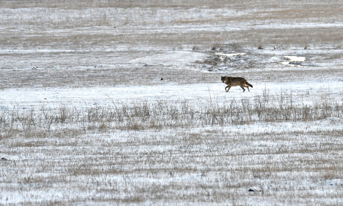 Türkiye'nin en yüksek yerleşim yerlerinden Kars'ın Sarıkamış ilçesinde, kurtlar ve kızıl tilkiler...