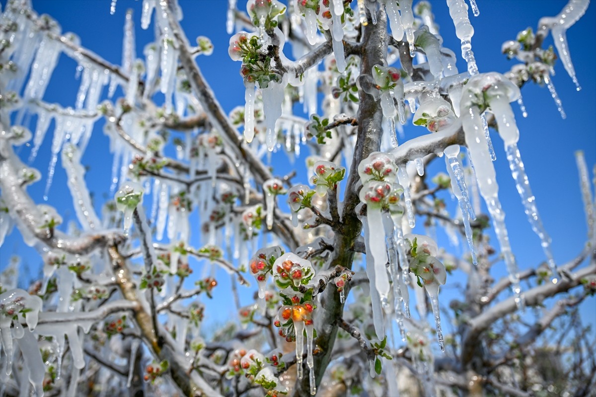 Türkiye'nin önemli elma üretim merkezlerinden Kayseri'de çiftçiler, ürünlerini zirai dona karşı...