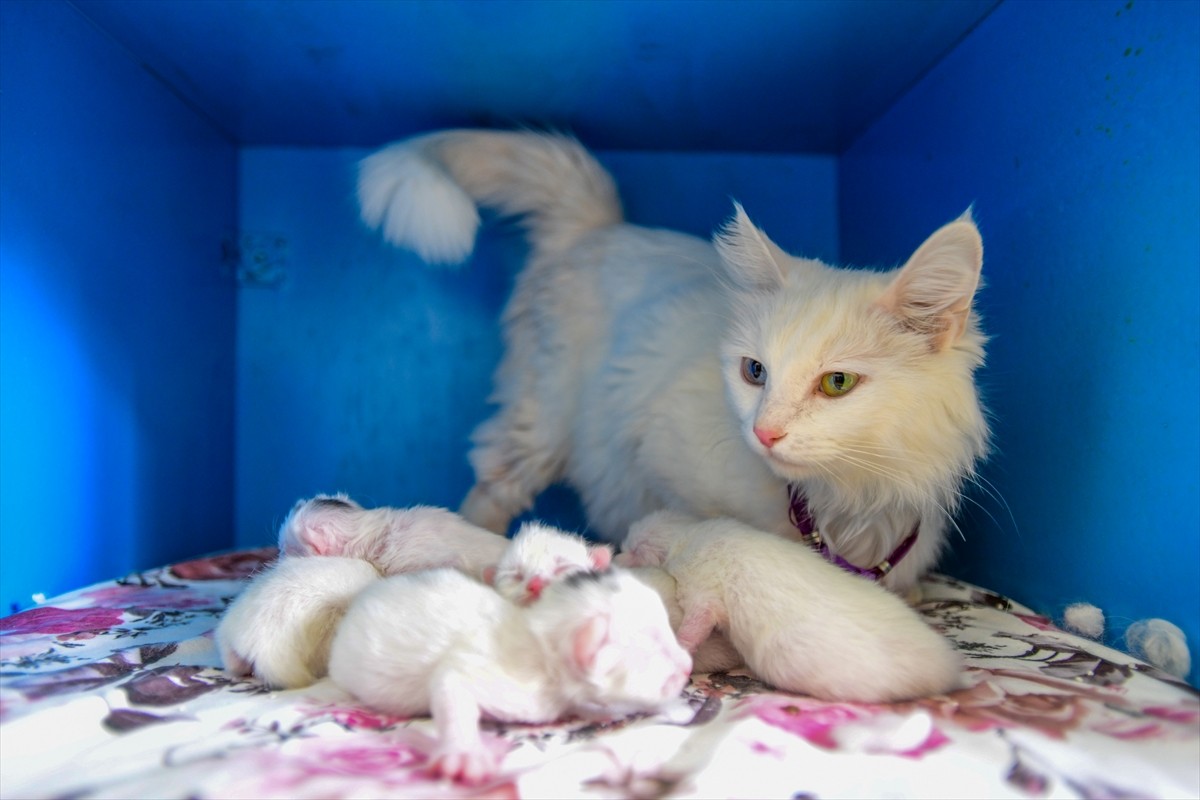 Van Yüzüncü Yıl Üniversitesi (YYÜ) Van Kedisi Araştırma ve Uygulama Merkezinde koruma altında...