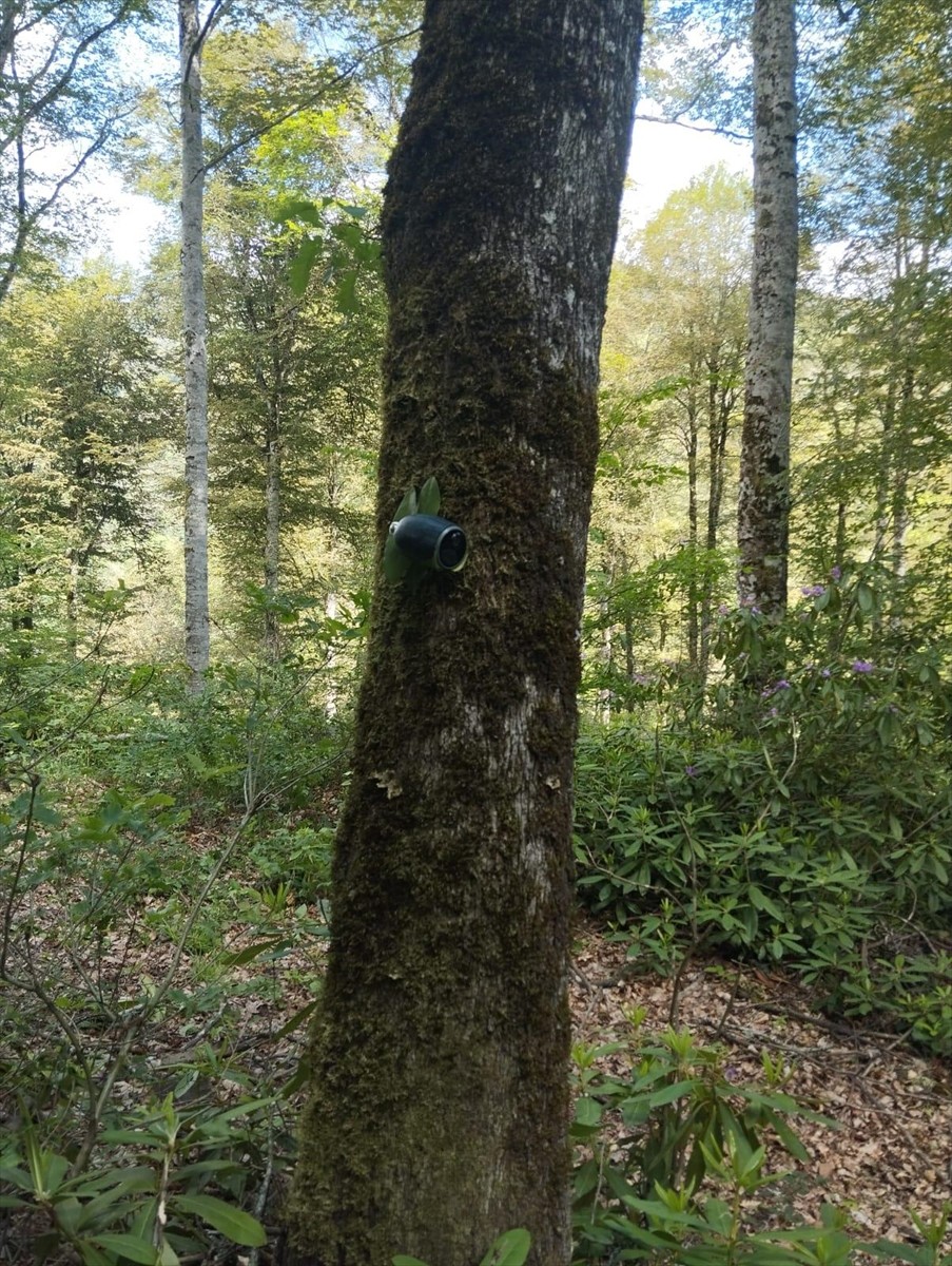 Bartın'da ormanlık alanda bakıma muhtaç halde bulunan karaca yavrusu, Tarım ve Orman Bakanlığı...