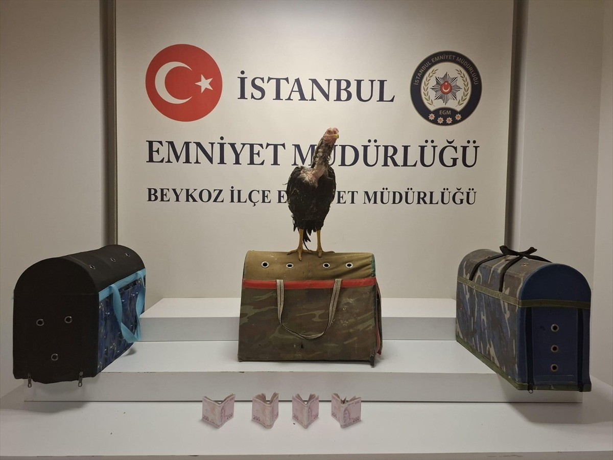 Beykoz'da metruk bir binada horoz dövüşü yaptırdığı tespit eden 21 kişiye 194 bin 187 lira ceza...
