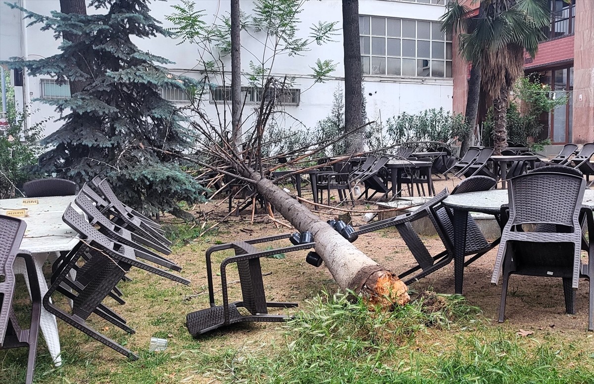 Bilecik'te, gün içinde etkili olan fırtınada zarar gören ağaç bir kafenin bahçesine...