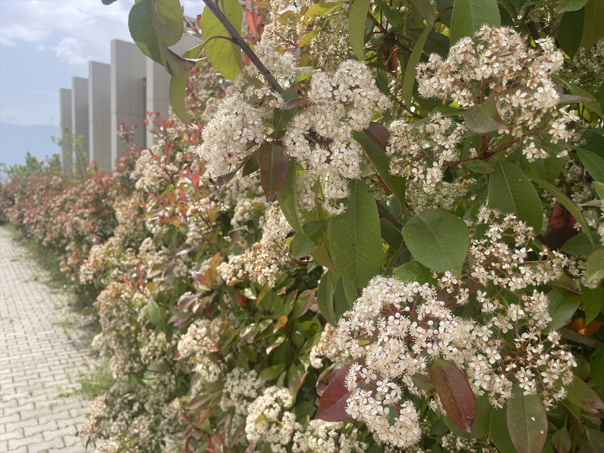 Bolu İzzet Baysal Üniversitesi (BAİBÜ) Eğitim ve Araştırma Hastanesi Göğüs Hastalıkları Uzmanı...