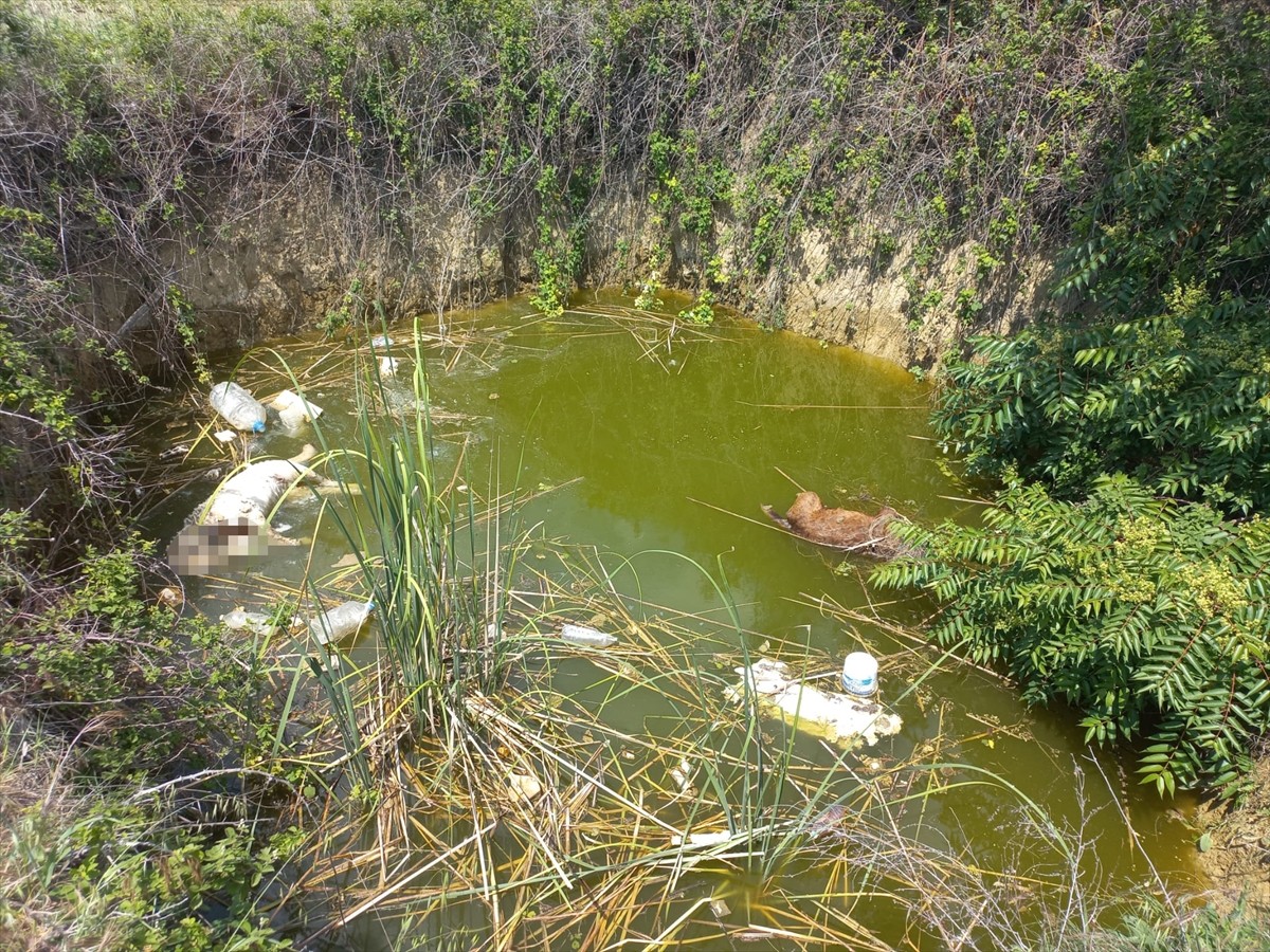 Edirne'nin Keşan ilçesinde su dolu çukurda başı kesilmiş 3 köpek bulundu.