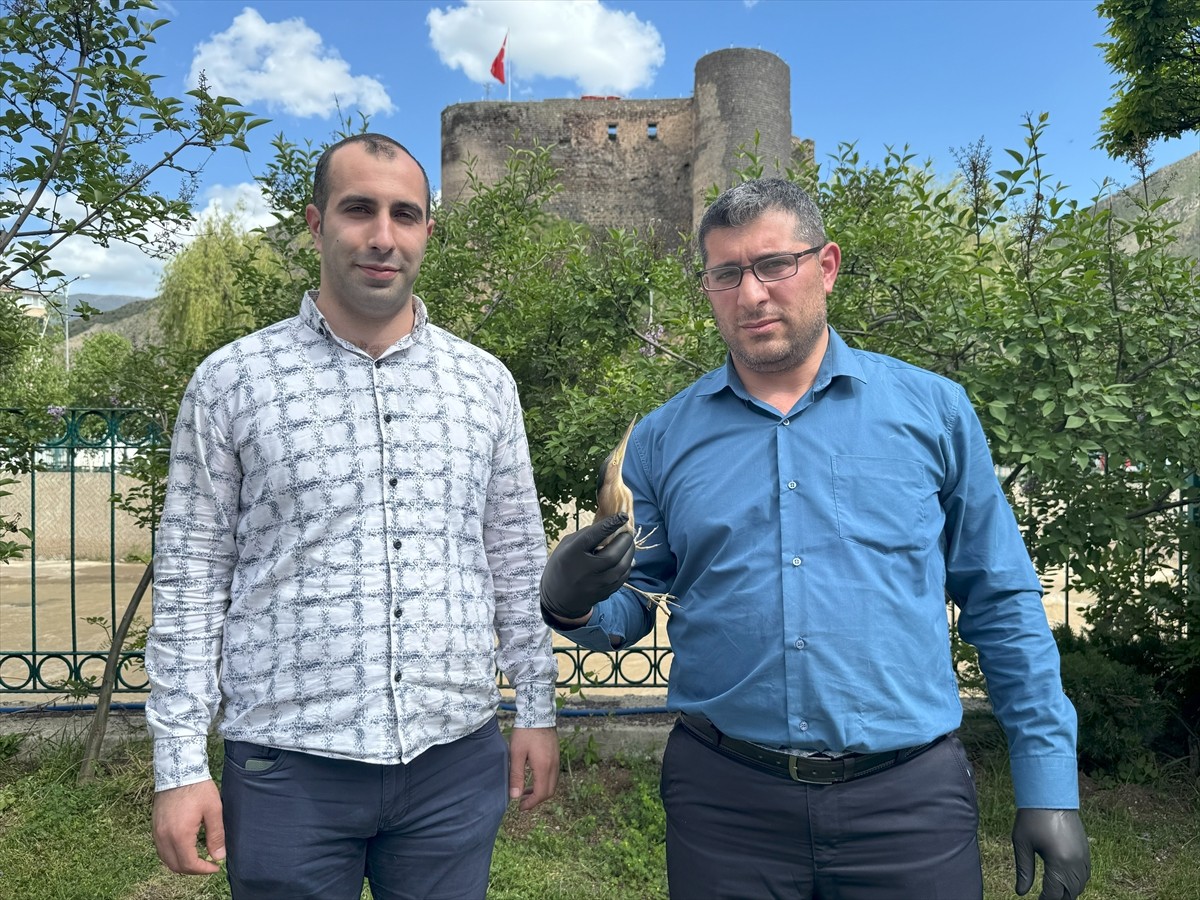 Erzurum'un Oltu ilçesinde belediye tesislerinde nesli tehlike altında bulunan "Bayağı Balaban"...
