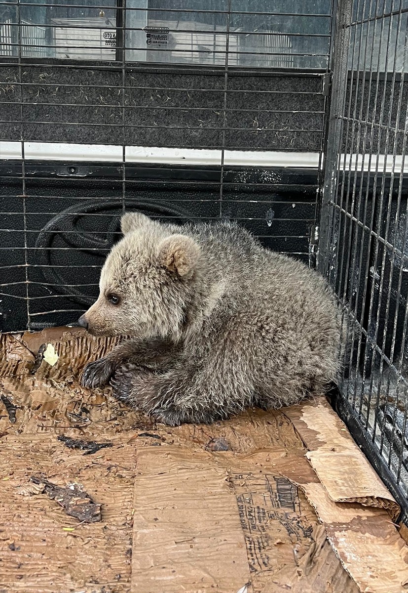 Erzurum'un Şenkaya ilçesinde çobanlar tarafından bitkin halde bulunan ayı yavrusu, tedavi ve...