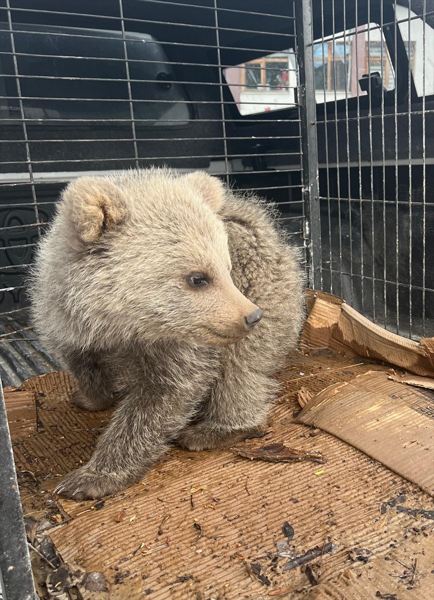 Erzurum'un Şenkaya ilçesinde çobanlar tarafından bitkin halde bulunan ayı yavrusu, tedavi ve...