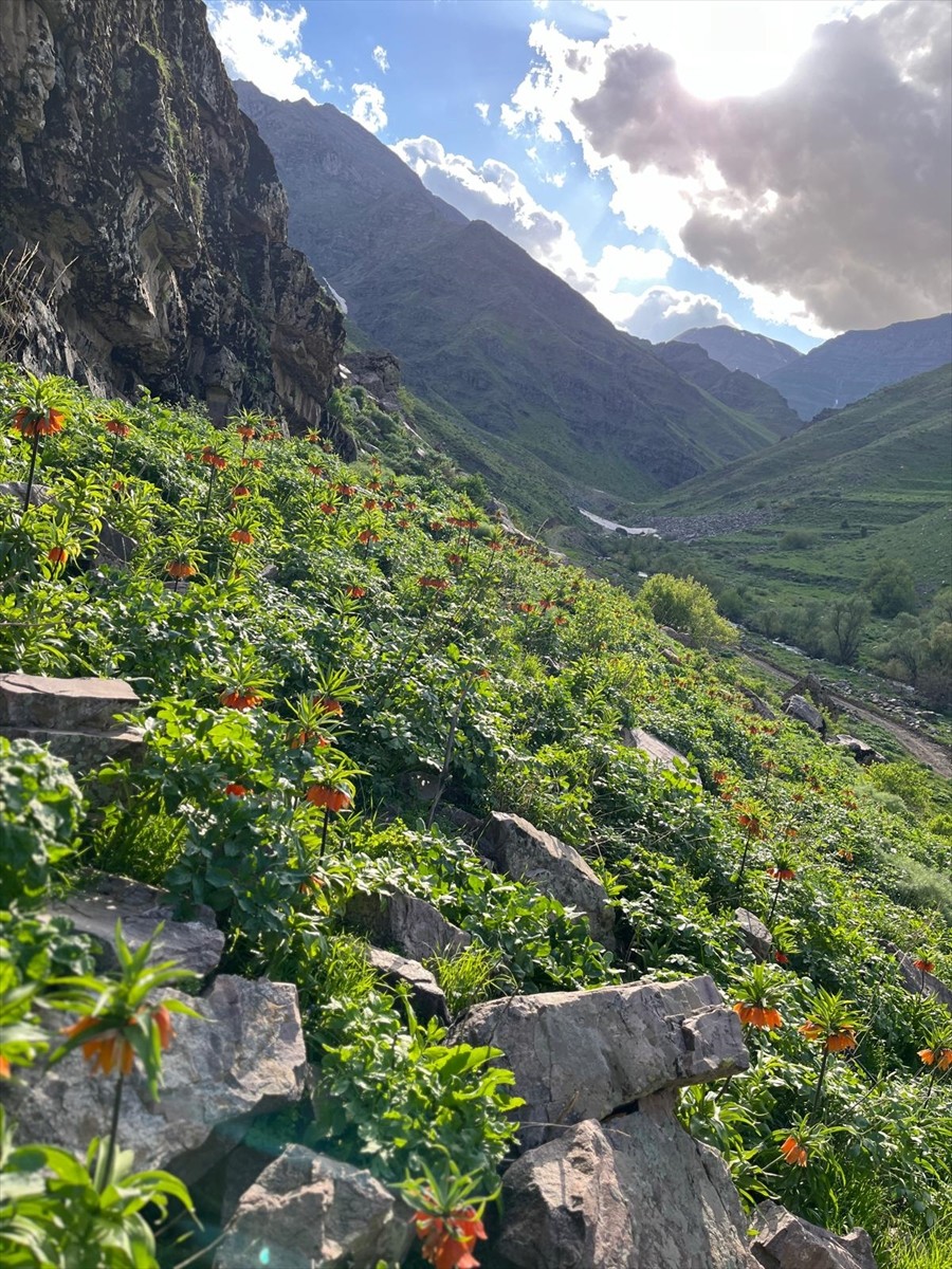 Hakkari'de farklı bölgelerde açan ters laleler, jandarma tarafından korunuyor.