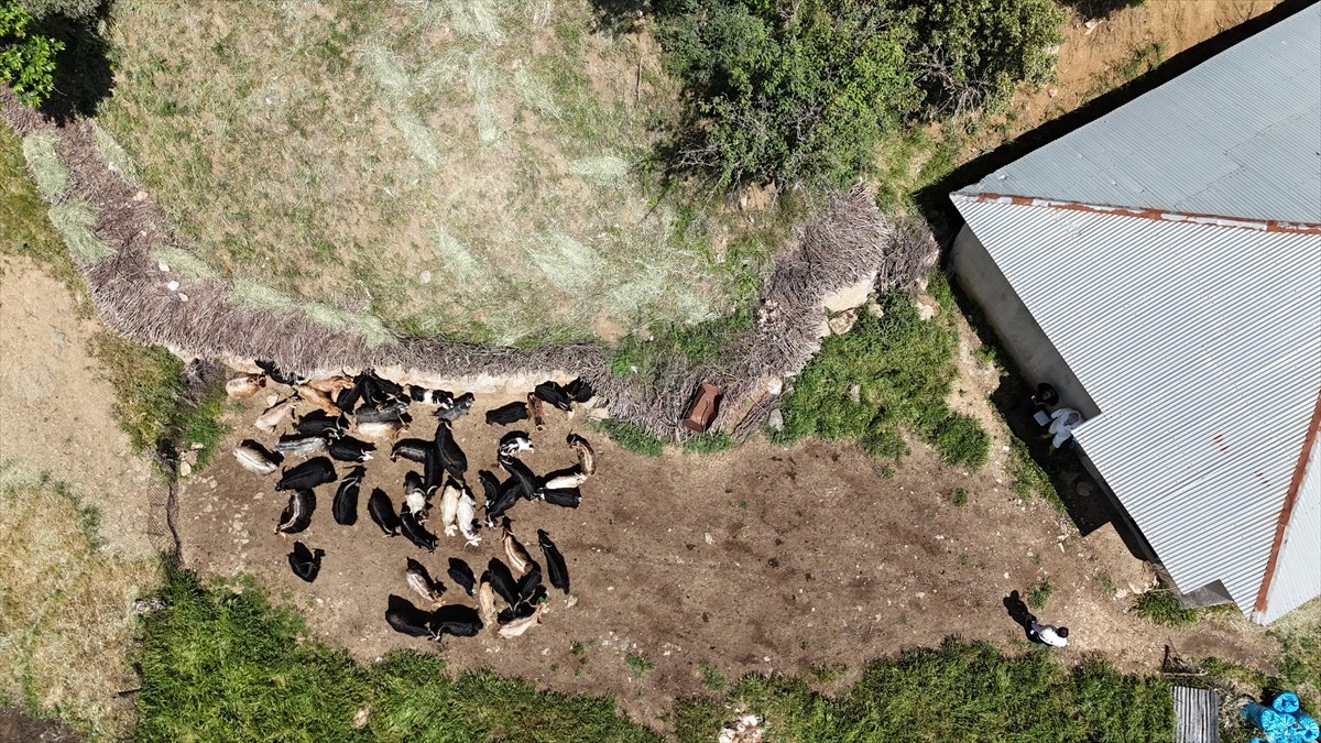 Hakkari'de farklı illerden gelen 160 veteriner, köylerde hayvanlara şap aşısı yapıyor. Şemdinli...