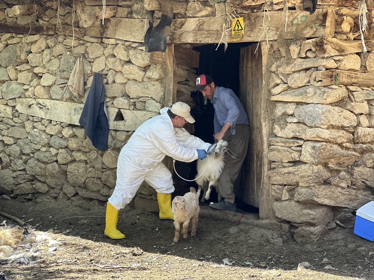 Hakkari'de farklı illerden gelen 160 veteriner, köylerde hayvanlara şap aşısı yapıyor. Şemdinli...