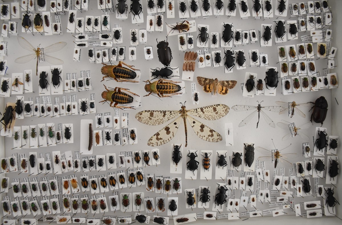Karaman'da yaşayan jeoloji yüksek mühendisi 55 yaşındaki Özgür Koçak, kendisinin, eşinin, oğlunun...