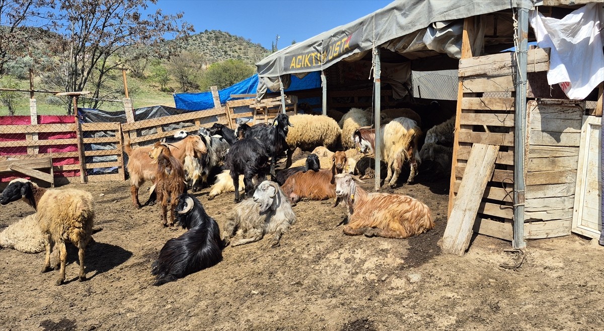 Kırıkkale'nin Bahşılı ilçesinde kurtların saldırısına uğradığı öne sürülen küçükbaştan 25'i telef...