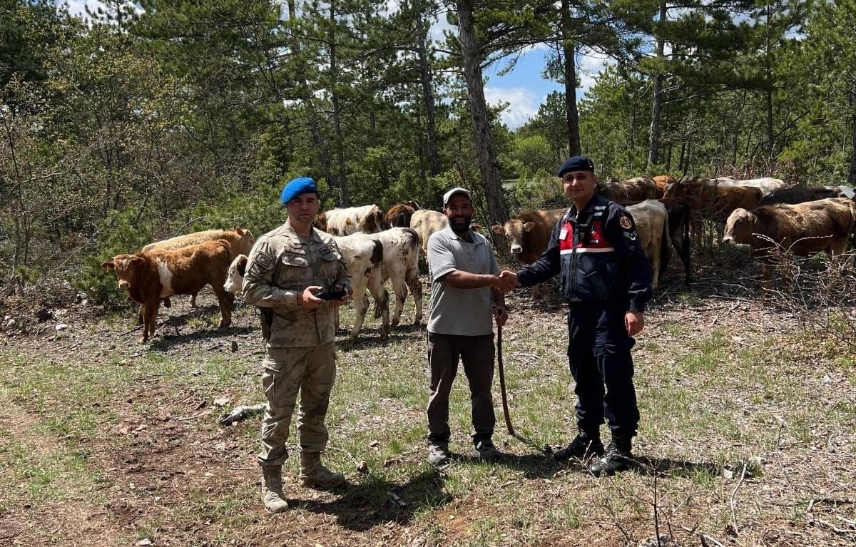 Kütahya'da arazide kaybolan büyükbaş hayvan sürüsü, jandarma ekiplerince dron yardımıyla bulundu....