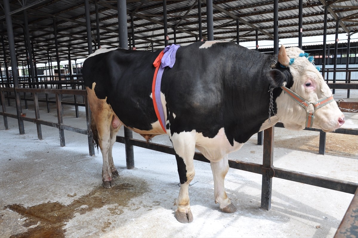 Kütahyalı bir hayvan üreticisi tarafından yetiştirilen yaklaşık bin 200 kilogram ağırlığındaki...